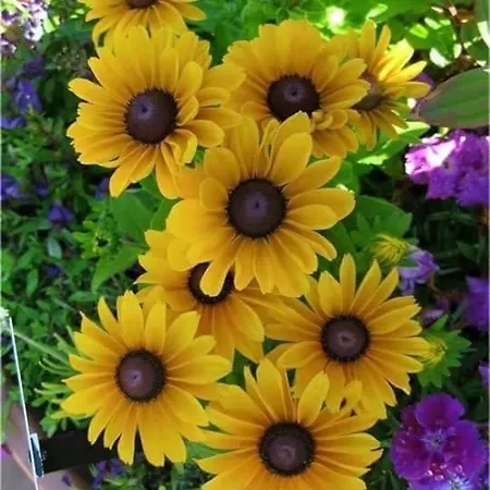 Aparrtment 아파트 부르가스