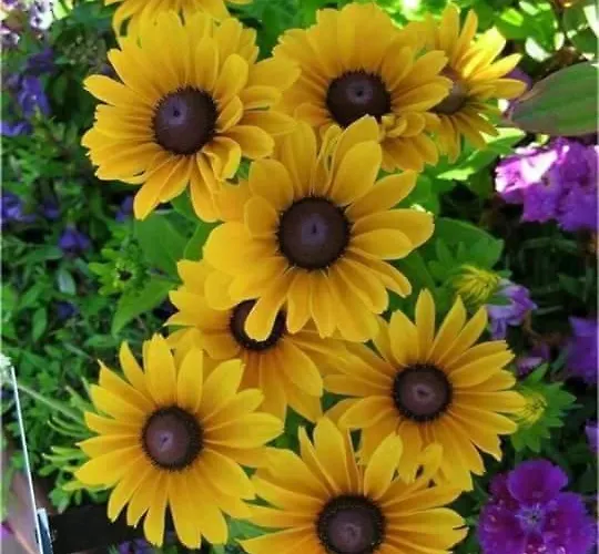 Aparrtment 公寓 布尔加斯